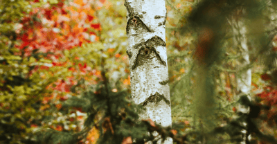 Biodiversity and onshore wind farms – Nature+Energy