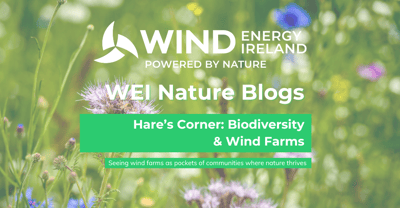 Seeing wind farms as pockets of communities where nature thrives
